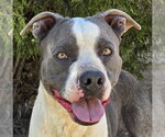 Small American Staffordshire Terrier