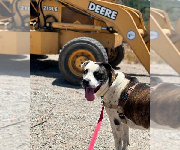 Medium Photo #2 Saint Bernard-Unknown Mix Puppy For Sale in Santa Maria, CA, USA