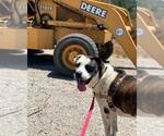 Small #1 Saint Bernard Mix