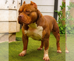 Father of the American Bully puppies born on 02/12/2025