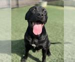 Small #1 Labrador Retriever Mix