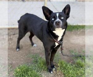 Border Collie-Unknown Mix Dogs for adoption in Modesto, CA, USA