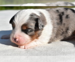 Image preview for Ad Listing. Nickname: Plum Dumpling
