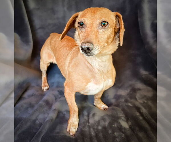 Medium Photo #3 Dachshund Puppy For Sale in Albuquerque, NM, USA