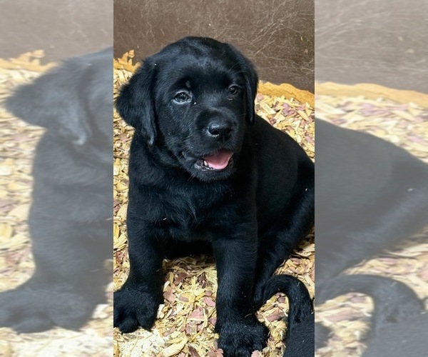 Medium Photo #1 Labrador Retriever Puppy For Sale in PASADENA, TX, USA