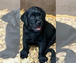 Small Labrador Retriever
