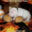 Small Photo #191 Dogo Argentino Puppy For Sale in JANE, MO, USA