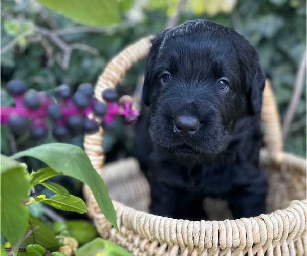 Medium Photo #7 Black Russian Terrier Puppy For Sale in S CHARLESTON, WV, USA