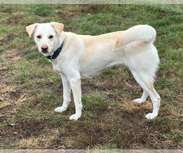 Medium Photo #2 Labsky Puppy For Sale in South Bend, IN, USA