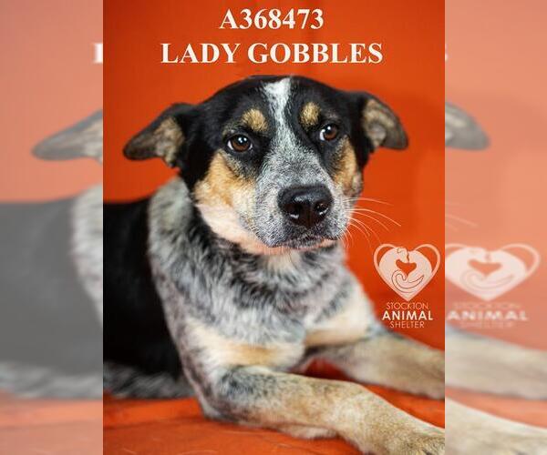 Medium Photo #1 Mutt Puppy For Sale in Stockton, CA, USA