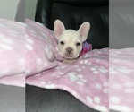 Small #6 French Bulldog