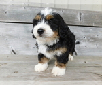 Small Photo #3 Miniature Bernedoodle Puppy For Sale in MILLERSBURG, OH, USA