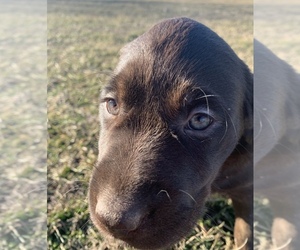 Labrador Retriever Puppy for Sale in MANSFIELD, Missouri USA