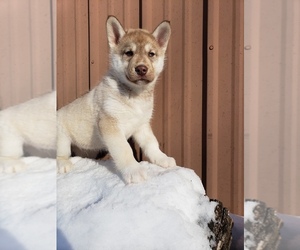 Siberian Husky Puppy for sale in SAINT JOSEPH, MN, USA