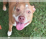 Small #1 American Bulldog