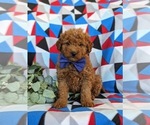 Small Photo #2 Goldendoodle (Miniature) Puppy For Sale in LINCOLN UNIVERSITY, PA, USA