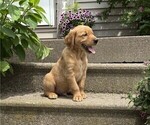 Small #4 Golden Retriever