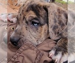Small Photo #19 Catahoula Bulldog Puppy For Sale in MIAMI BEACH, FL, USA