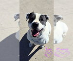 Small #1 American Pit Bull Terrier Mix