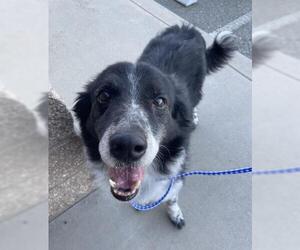 Australian Shepherd-Unknown Mix Dogs for adoption in Jackson, CA, USA