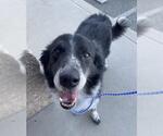 Small Australian Shepherd Mix