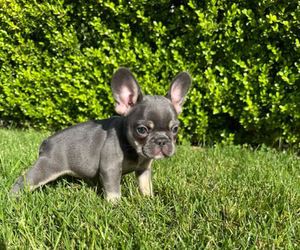 French Bulldog Puppy for sale in LONG BEACH, CA, USA