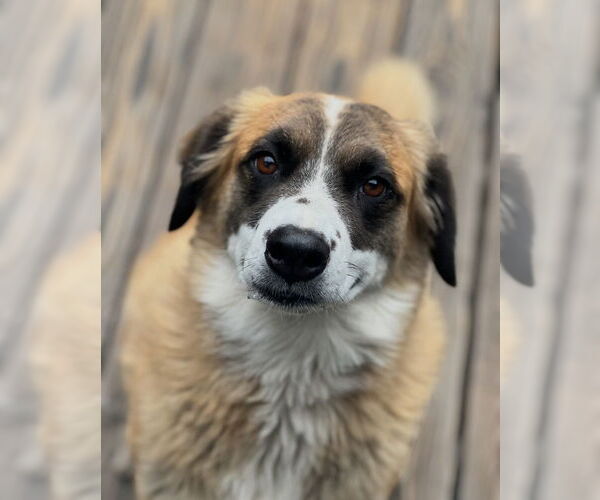 Medium Photo #4 Australian Shepherd-Unknown Mix Puppy For Sale in Dana Point, CA, USA