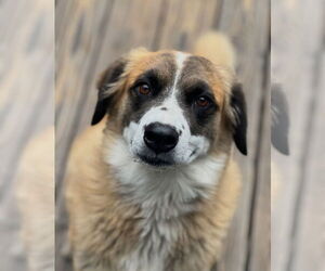 Alphie - Male Australian Shepherd-Unknown Mix Dog for Adoption - Photo #4