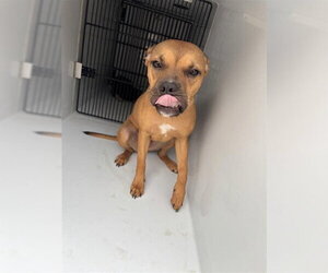 Boxer Dogs for adoption in Houston, TX, USA