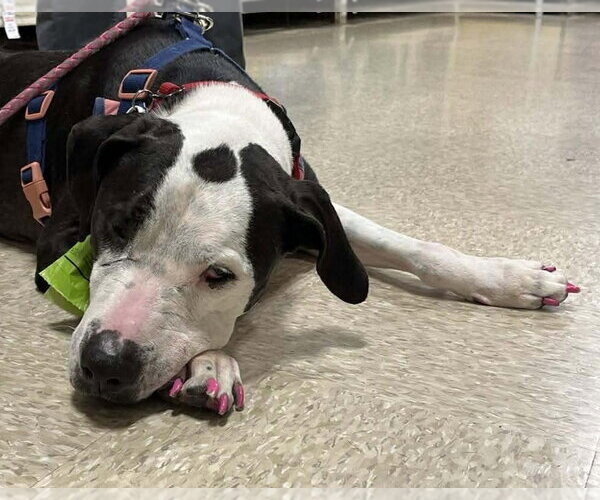 Medium Photo #13 Great Dane-Unknown Mix Puppy For Sale in Spotsylvania, VA, USA