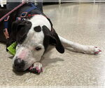 Small #12 Great Dane Mix
