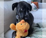 Small Photo #9 Collie-Labrador Retriever Mix Puppy For Sale in Washington, DC, USA