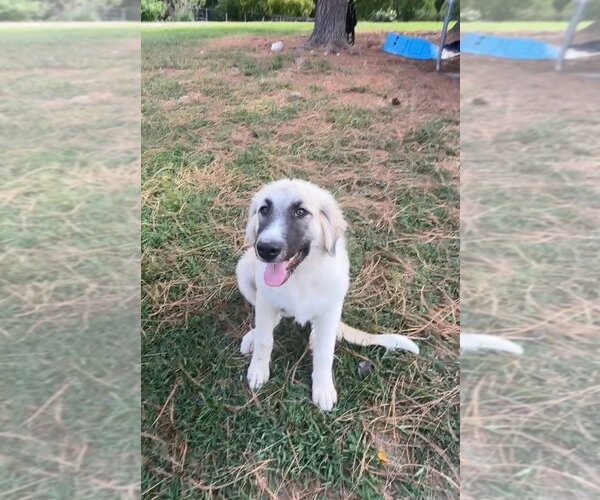 Medium Photo #3 Great Pyrenees Puppy For Sale in Vail, AZ, USA