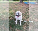Small #2 Great Pyrenees