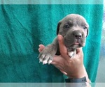 Small Photo #21 Cane Corso Puppy For Sale in COLUMBIA, SC, USA