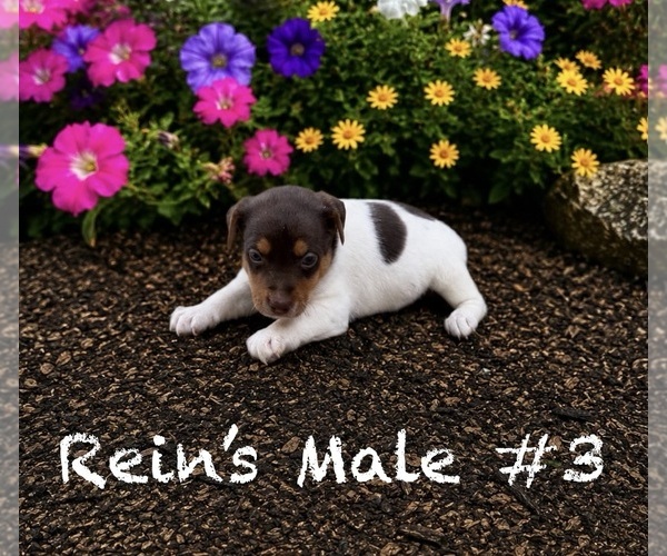 Medium Photo #9 Jack Russell Terrier Puppy For Sale in KINGSVILLE, MO, USA
