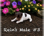 Puppy Male 3 Jack Russell Terrier