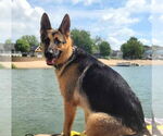 Small #4 German Shepherd Dog