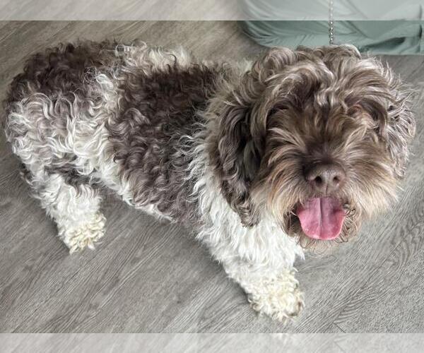 Medium Photo #4 Cock-A-Poo-Unknown Mix Puppy For Sale in Westminster, MD, USA