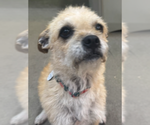 Norfolk Terrier Dogs for adoption in Greenbelt, MD, USA