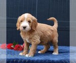 Small #1 Goldendoodle