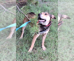 Dover - Male Bull Terrier-Unknown Mix Dog for Adoption - Photo #10