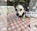 Small #1 Rat Terrier