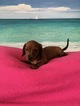 Small Photo #1 Dachshund Puppy For Sale in ELIZABETH CITY, NC, USA