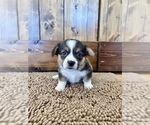 Small Photo #14 Pembroke Welsh Corgi Puppy For Sale in ROCK VALLEY, IA, USA