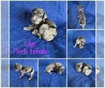 Puppy Lilac Cane Corso-Great Dane Mix