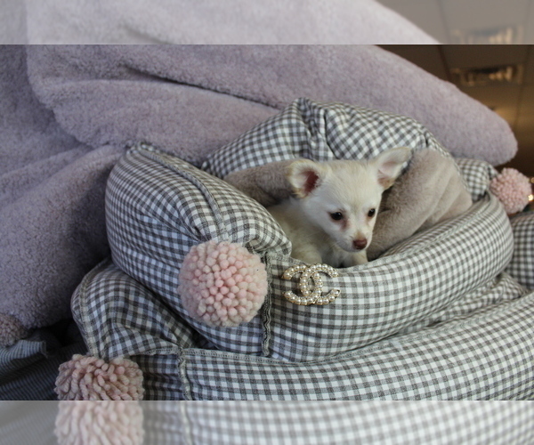 Medium Photo #9 Chihuahua Puppy For Sale in FORT LAUDERDALE, FL, USA