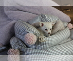 Small #8 Chihuahua