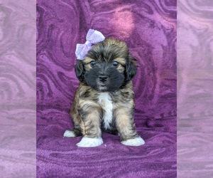 Jack-A-Poo Puppy for sale in NOTTINGHAM, PA, USA