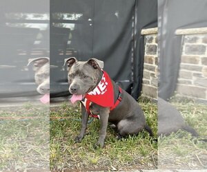 American Staffordshire Terrier-Unknown Mix Dogs for adoption in Euless, TX, USA